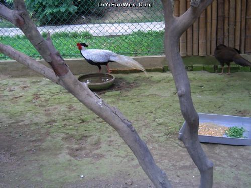 西郊動物園圖片