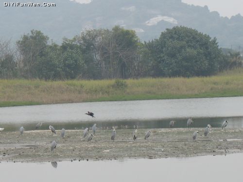 香港濕地公園圖片