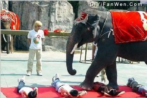 香江野生動物世界圖片
