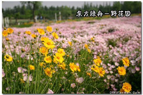 東方綠舟圖片
