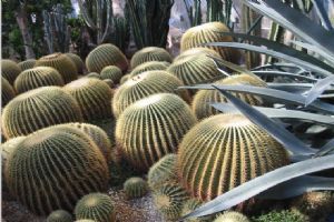北京市植物園組圖（2）圖片