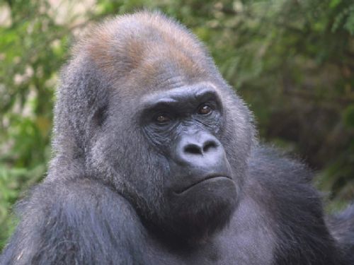 北京動物園圖片