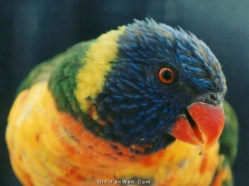 鳥悅園圖片