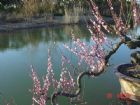 上海世紀公園