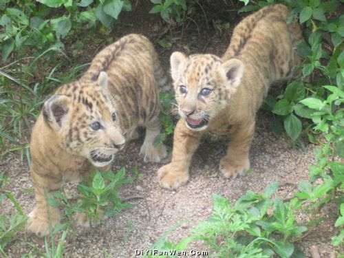 野生動物園圖片