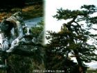 龍鳳松