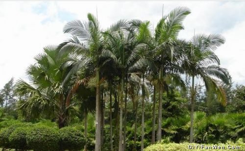 興隆熱帶植物園圖片