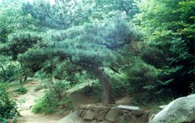 蒙山國家森林公園圖片
