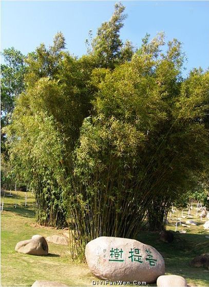 三亞南山寺圖片