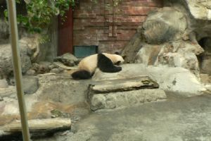 北京動物園組圖（4）圖片