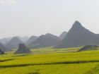 雲南羅平油菜花