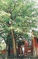 福嚴寺圖片