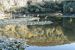 香山公園圖片（1）圖片