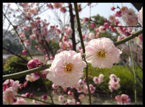 上海世紀公園圖片