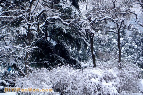 南京連日雪紛紛圖片
