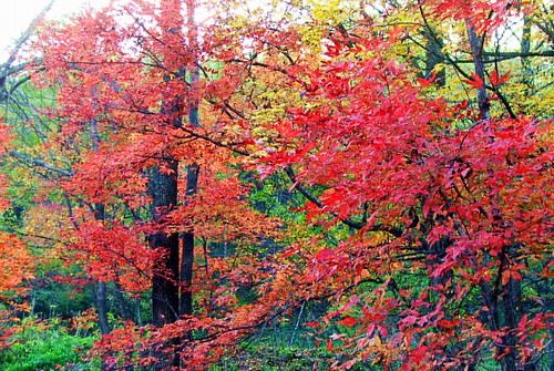 吉林蛟河紅葉谷圖片