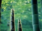 安吉