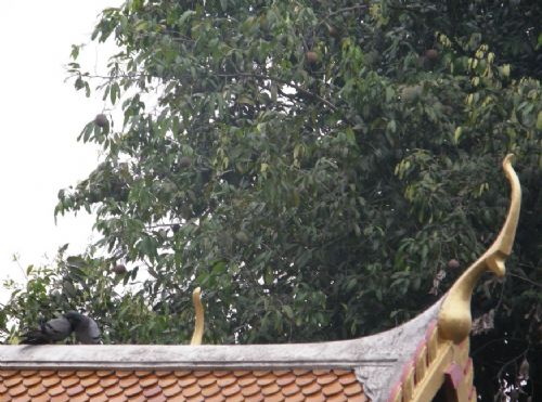 曼谷的大理石寺廟圖片