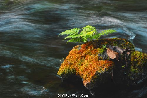 雲南騰衝黑魚河圖片