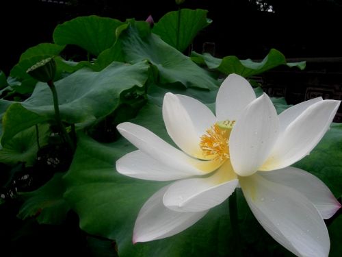 寶光寺內荷花開得正艷圖片