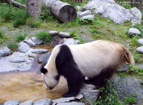 臥龍大熊貓自然保護區圖片