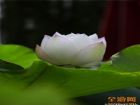 大明湖的荷花