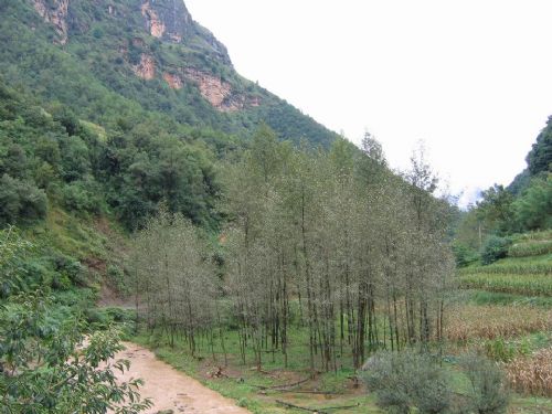 雲南祿勸轎子雪山圖片