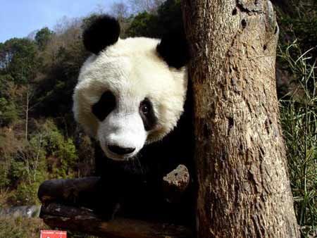 北京動物園圖片