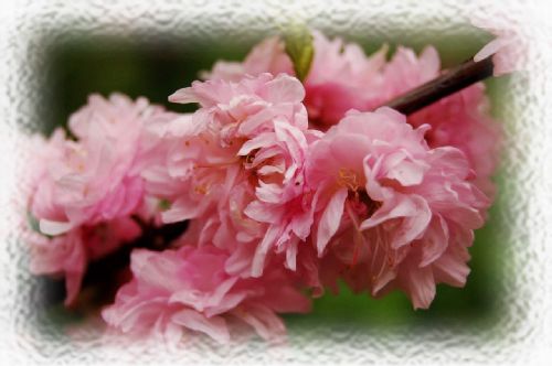 大連龍王塘櫻花園圖片