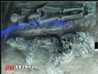 河南濮陽戚城
