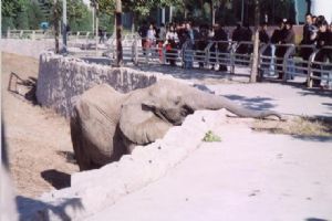 北京動物園組圖（2）圖片