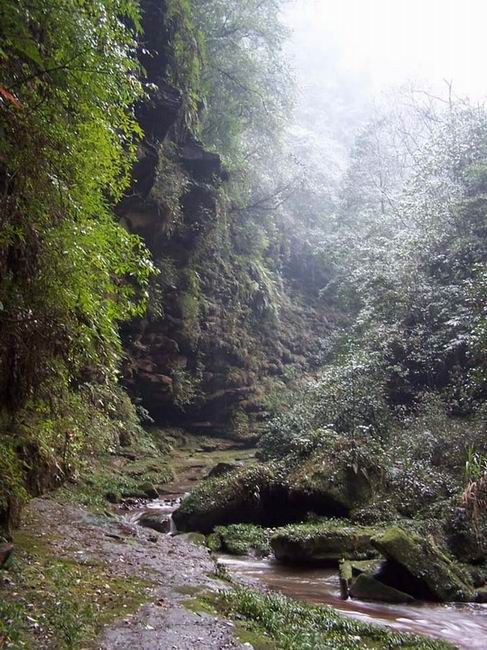 四川碧峰峽圖片