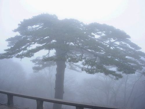 黃山美景圖片