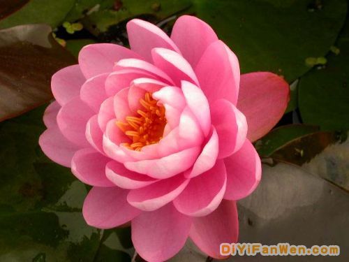 國色牡丹園圖片