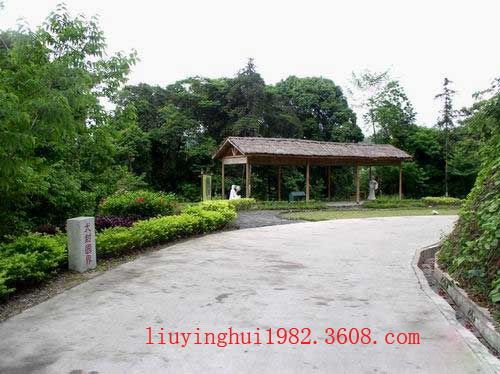 新豐江國家森林公園圖片
