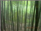 蜀南竹海