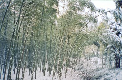 竹海圖片