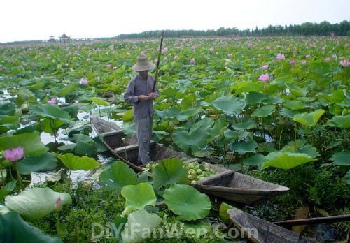 洪湖藍田生態園圖片