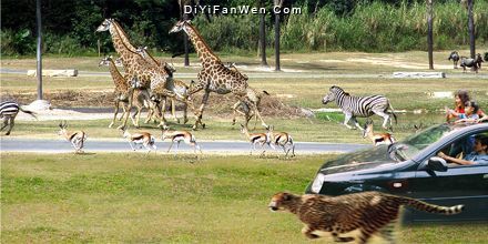 香江野生動物世界圖片