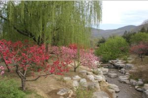 北京市植物園組圖（4）圖片