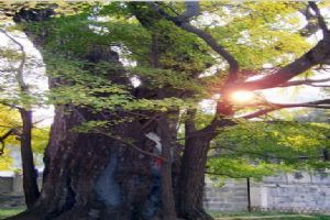 北京大覺寺組圖（4）圖片