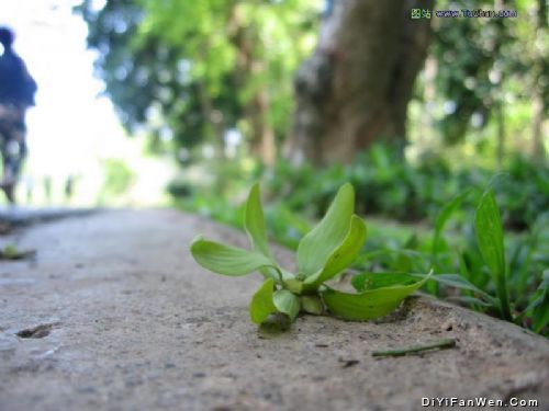 熱帶植物園圖片