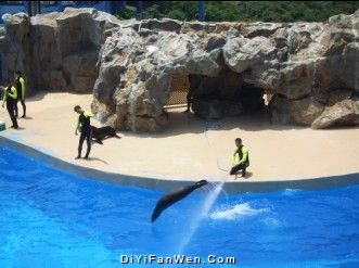 海豚表演圖片