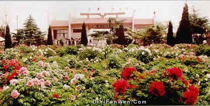 曹州百花園圖片
