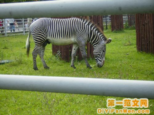 莫斯科動物園圖片