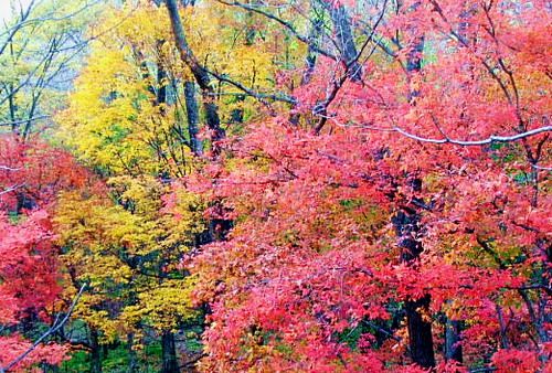 吉林蛟河紅葉谷圖片