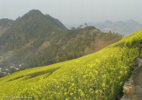 安徽石潭油菜花海圖片