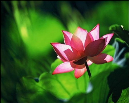 西湖曲院風荷圖片