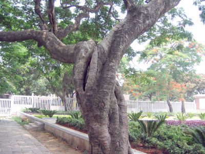 泉州開元寺圖片