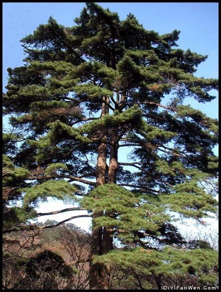 黃山十松圖片